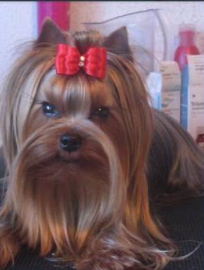 estugo's Blue feather