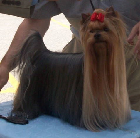 CH. estugo's Little big man