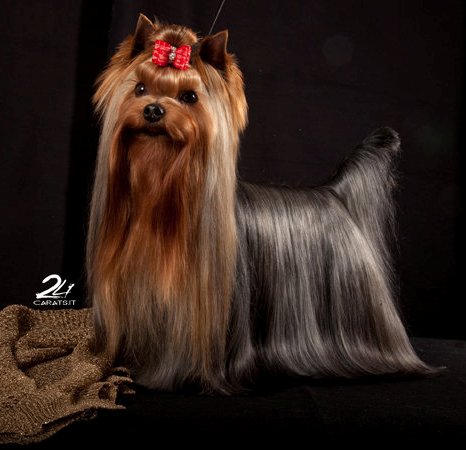 CH. estugo's Right on target